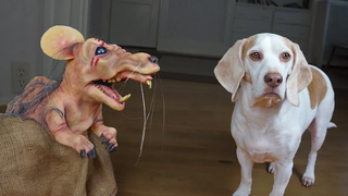 Dogs vs Mutant Mouse สุนัขตลก Maymo Potpie & Penny