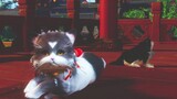 [Game][Jx3/Ming&Tang]Cat Keeping Diary 06