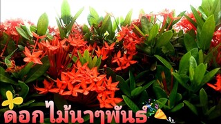 ดอกไม้ นานาชนิด🌺ใจกลางเมือง🌸💐 สวนสาธารณะ และชนบท ชานเมือง flower