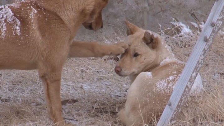 Dua Ekor Anjing Ditinggal di Tengah Es dan Salju, Bos Piza Menyelamatkan Mereka Berdua, Alhasil Bisnis Menjadi Sukses Tiba-Tiba