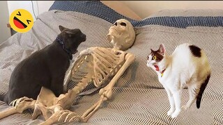 Funny Dogs And Cats Videos 2023 😅 - Best Funniest Animal Videos Of The Month #8