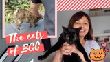 How To Handle Sick Stray Cats In BGC | Sheila Snow
