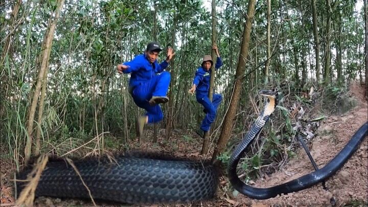 Thợ Săn Sợ Hãi Trước Cặp Rắn Hổ Mang Khổng Lồ Hung Dữ | Săn Bắt Ẩm Thực Vùng Cao