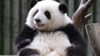 [Giant pandas] The cute moments of He Hua's daily life