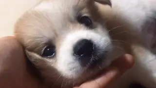 Pet | Puppy Dog Eyes|So Cute