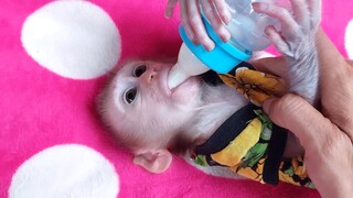 Baby monkey Mino and Milk