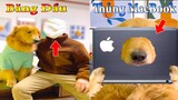 Thú Cưng TV | Dương KC Pets | Tứ Mao Đại Náo #7 | chó thông minh vui nhộn | funny cute smart dog