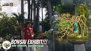 Bonsai Trees | ART CAPITAL BONSAI EXHIBIT @ Angono Veterans Park | Tenrou21