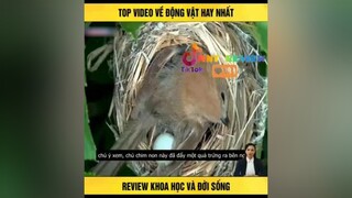 Top video về động vật hay nhất TVSHOWHAY nntreview2 mereviewphim reviewphimhay