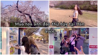 [Du học sinh Hàn] Mùa xuân hoa nở là vì…| Ngắm hoa anh đào| Picnic đầu xuân