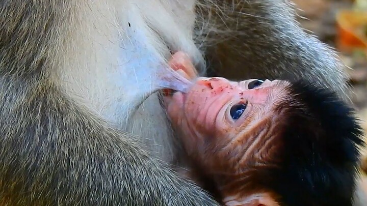 Congratulation !! Mom monkey Violet gives a birth  to baby today 12/10/2021