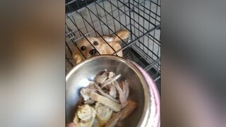 Bữa hnay xịn quá. yeucho yeuchomeo cún cúncon chó chómèo chócon chó_cưng chókhôn yeuchomeo cưng chócute pet dog dogsoftiktok doggo