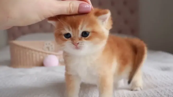 Kitten wags its tail like a puppy