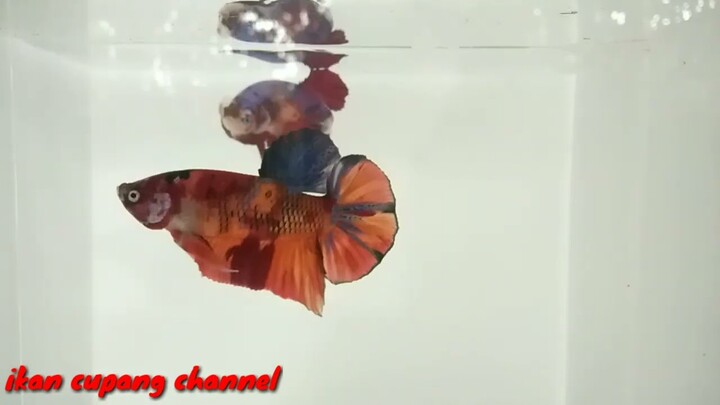 Cara Mengukur BO / Size Ikan Cupang Giant