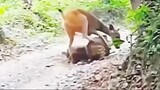 Deer mother helping her baby attacked by Jaguar