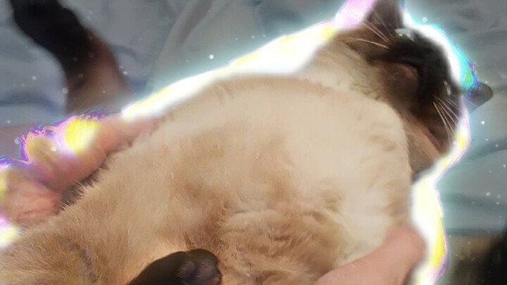 Cha Pucci bị đóng đinh