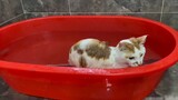 Pidan, this cat is no longer satisfied with being bathed, it wants to do it on its own