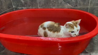 Pidan, con mèo này không còn hài lòng với việc được tắm nữa, nó muốn tự mình tắm