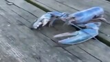BLUE LOBSTA IS RELLY RIL NO FAKE 😱😱😱😱😱 this contain:⚡💀SHOCKING💀⚡ and KREPI👻