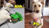 Dogs and Cats Reaction to Toy - Funny Animal Reaction (2020)