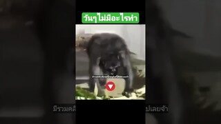 มีรวมคลิปเต็มชุดนี้กดดูลิงค์ด้านบนเลยจ้า^ วันๆไม่มีอะไรทำ