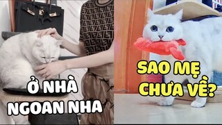 Khi mẹ vắng nhà, một ngày của MAO TỪ sẽ làm gì? | Pets TV