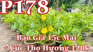 Mai vàng chơi tết p178 | 0706938527 Quế Anh | Báo giá 15c mai + cúc thọ hương 120k