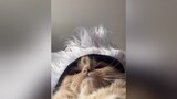 satoru gojo cat cosplay? gingercat catlover jujutsukaisen anime fyp viral