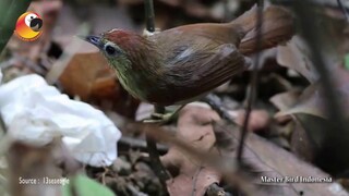 Si Kecil Yang Jarang Terlihat!!!