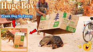 New Prank Dog! Super Huge Box vs Prank Sleep Dogs, Very Very Funny Try not to Laugh