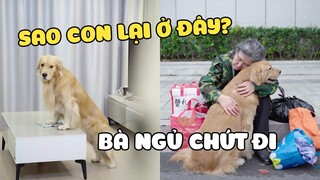 Đần Con Thông Minh | Ba Mẹ Ly Hôn Rồi Lộ Hổ Phải Làm Sao Đây? | Yêu Lu