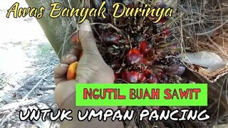 Ngutil Buah Sawit Untuk Umpan Pancing || Mancing Ikan - Blands Hidayat