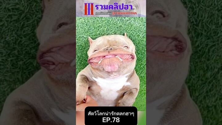 รวมคลิปตลกฮาๆ EP.188 #สัตว์เลี้ยง  #ตลก #shorts #tiktok #funny #สัตว์โลกน่ารัก #แกล้ง #สัตว์ตลก