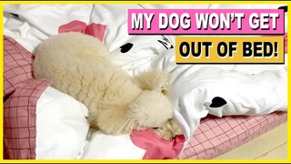 TOY POODLE- MY DOG WON'T GET OUT OF BED| The Poodle Mom