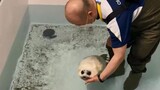 Bayi anjing laut di Akuarium Osaka berusia 1 bulan belajar berenang...