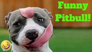 💥Funny Pitbull Viral Weekly LOL😂🙃💥 of 2019| Funny Animal Videos💥👌