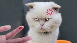 Video Kucing Lucu Banget Bikin Ngakak #75 | Kucing dan Anjing | Kucing Lucu Imut