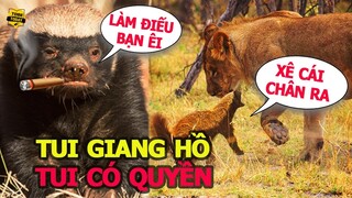 🔴 Dám Chặn Đường Giang Hồ Khá Bá Lửng, Đàn Sư Tử Phải Trả Giá Cực...