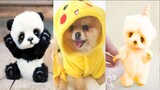 Funny and Cute Dog Pomeranian 😍🐶| Funny Puppy Videos #188