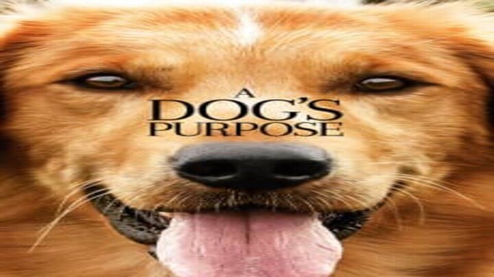A Dog's Purpose - Link in Description