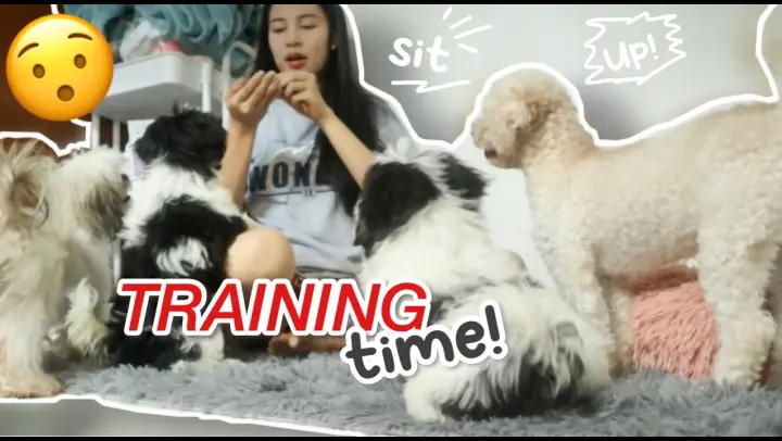 AFTERNOON ROUTINE | 2 MONTHS PUPPIES UPDATE HOW TO TEACH SHIH TZUS TO SIT