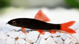 Ikan Hias Red tail shark alias Hiu ekor merah