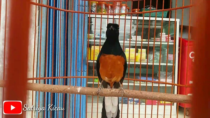 Murai batu isian KENARI/PRENJAK/KAPAS TEMBAK
