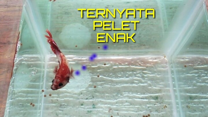 Cara Agar Ikan Cupang Mau Makan Pelet Itu Mudah Banget