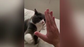 Kêu đập tay mà cắn 😮‍💨 cat catsoftiktok mèo mèobibeo xuhuong