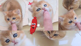 Kucing kecil memakan jari-jarinya seperti sosis!