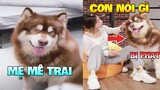 Thú Cưng Vlog | Gấu Gia Gia Đáng Yêu Và Mẹ #1 | Chó thông minh vui nhộn | Smart dog cute pets