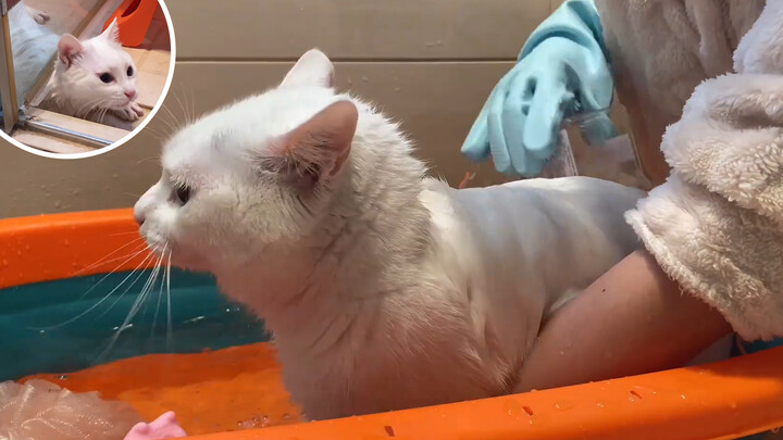 Kucing yang biasanya lembut dan imut, galak saat mandi!
