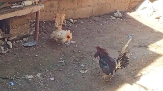 May 18 Mayahin vs Sinibalang
