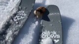 Một vận động viên trượt tuyết xâm nhập vào lãnh thổ của lemming, con chuột có vẻ rất tức giận và bắt